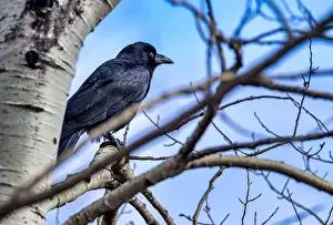 Boreal Prints: American crow (Corvus brachyrhynchos) perched in a tree at the end of the day
