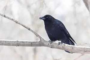 Raven Prints: American crow (Corvus brachyrhynchos) in winter