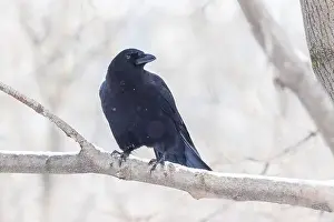 Raven Prints: American crow (Corvus brachyrhynchos) in winter