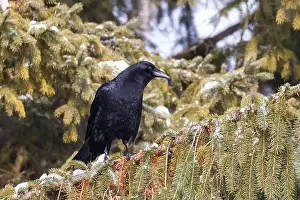 Raven Prints: American crow (Corvus brachyrhynchos) in winter