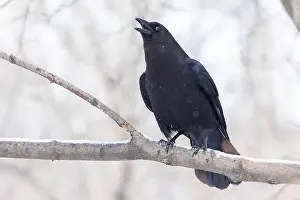 Raven Prints: American crow (Corvus brachyrhynchos) in winter