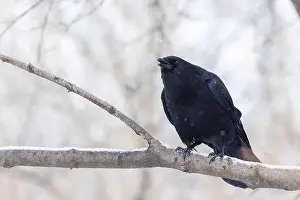 Raven Prints: American crow (Corvus brachyrhynchos) in winter