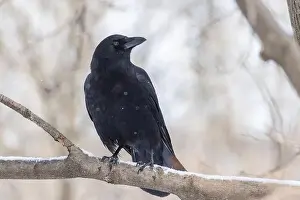 Raven Prints: American crow (Corvus brachyrhynchos) in winter