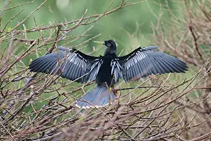 Natural Environments Prints: American Darter (Anhinga anhinga)