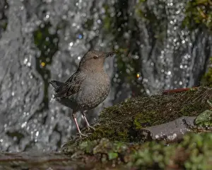 Sierra Prints: American Dipper (Cinclus mexicanus) standing on a rock near a waterfall