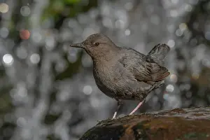 Sierra Prints: American Dipper (Cinclus mexicanus) standing on a rock near a waterfall