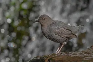 Sierra Prints: American Dipper (Cinclus mexicanus) standing on a rock near a waterfall