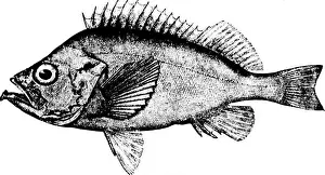 Bookcentury1800 Prints: American fishes [microform] : a popular treatise upon the game and food fishes of North America