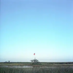 American Flag Prints: An American Flag to commemorate the victims of September 11th stands in a brush clump in the Florida Everglades