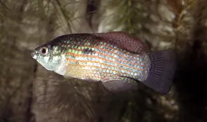 Cites Prints: American flagfish, Jordanella floridae