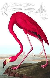 Images Dated 30th November 1999: American Flamingo, Phoenicopterus Ruber, 1845