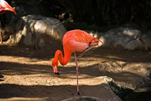Flamingo Prints: The American Flamingo (Phoenicopterus ruber)