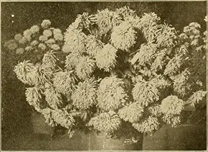 Booksubjectfloriculture Prints: The American florist : a weekly journal for the trade
