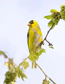 Goldfinch Prints: American Goldfinch perched on branch in spring in Ottawa, Canada