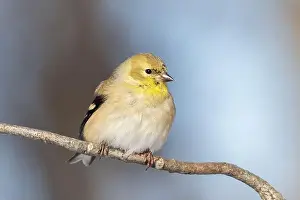 Goldfinch Prints: American goldfinch (Spinus tristis) in winter