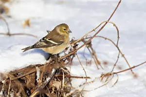 Goldfinch Prints: American goldfinch (Spinus tristis) in winter
