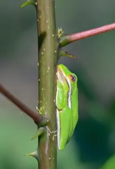 American green tree frog (Dryophytes [Hyla] cinereus) sunbathing during a warm fall day on a thorny plant