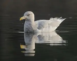 Charadriiformes Prints: American Herring Gull (Larus smithsonianuss) swimming on a channel of the American River at Sailor Bar County Park