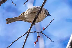 Underneath Prints: American house sparrow perched overhead