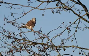 Wildlife Animals Prints: An american kestrel Falco sparverius flies carrying a frog it caught