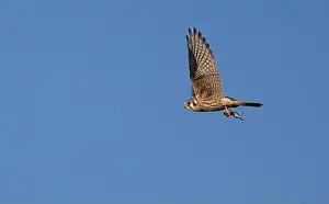 Wildlife Animals Prints: An american kestrel Falco sparverius flies carrying a frog it caught