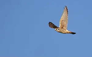 Wildlife Animals Prints: An american kestrel Falco sparverius flies looking for prey against a blue sky background