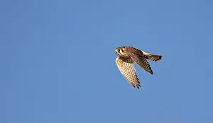 Wildlife Animals Prints: An american kestrel Falco sparverius flies looking for prey against a blue sky background