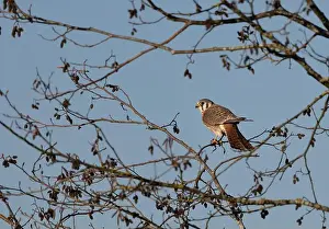 Wildlife Animals Prints: An american kestrel Falco sparverius pearches on a branch eating a frog it caught