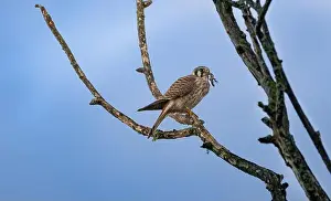 Wildlife Animals Prints: An american kestrel Falco sparverius perches on a branch eating a lizard it caught
