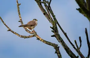 Wildlife Animals Prints: An american kestrel Falco sparverius perches on a branch eating a lizard it caught