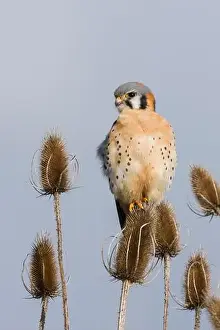 American Kestrel Prints: American kestrel scanning the nearby grassland for a potential meal