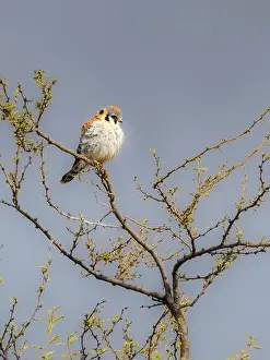 Falconidae Prints: American Kestrel in Sierra Vista, Arizona