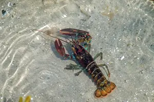 Lobster Prints: American Lobster (Homarus americanus)
