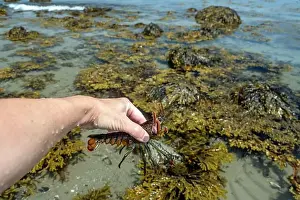 Crustacean Prints: American Lobster (Homarus americanus) in hand
