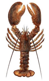 Images Dated 12th December 2023: American lobster, from a specimen in Eastport, Maine, 1880s. Hand-colored woodcut