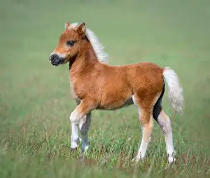 Ranching Prints: American Miniature Horse. Foal on green field