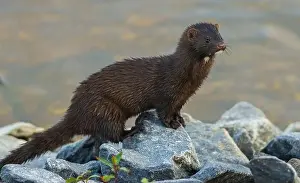 Mustelidae Prints: American mink pauses for a moment while foraging along a river bank in the arctic country