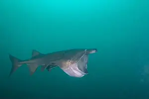 American Paddlefish Prints: American paddlefish with broken rostrumm feeding on plankton