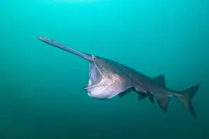 American Paddlefish Prints: American paddlefish feeding on plankton in lake