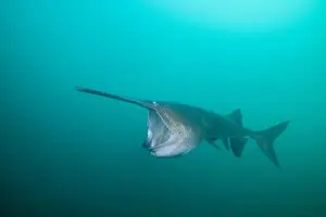 American Paddlefish Prints: American paddlefish feeding on plankton in lake