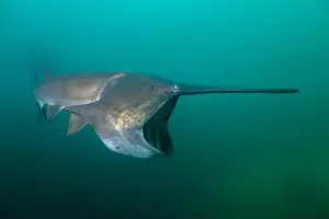 American paddlefish feeding on plankton in lake