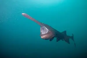 American Paddlefish Prints: American paddlefish feeding on plankton in lake