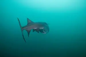 American Paddlefish Prints: American paddlefish feeding on plankton in lake