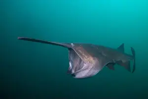 American Paddlefish Prints: American paddlefish feeding on plankton in lake