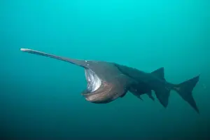 American Paddlefish Prints: American paddlefish feeding on plankton in lake