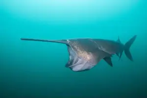 American Paddlefish Prints: American paddlefish feeding on plankton in lake
