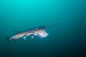 American Paddlefish Prints: American paddlefish feeding on plankton in lake