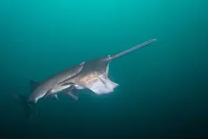 American Paddlefish Prints: American paddlefish feeding on plankton in lake