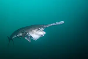 River Ecosystem Prints: American paddlefish feeding on plankton in lake