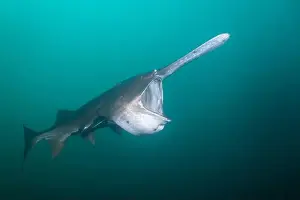 River Ecosystem Prints: American paddlefish feeding on plankton in lake